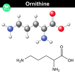 Ornithine